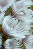 SmugMug > all-time keyword > colorful > Flowers photo